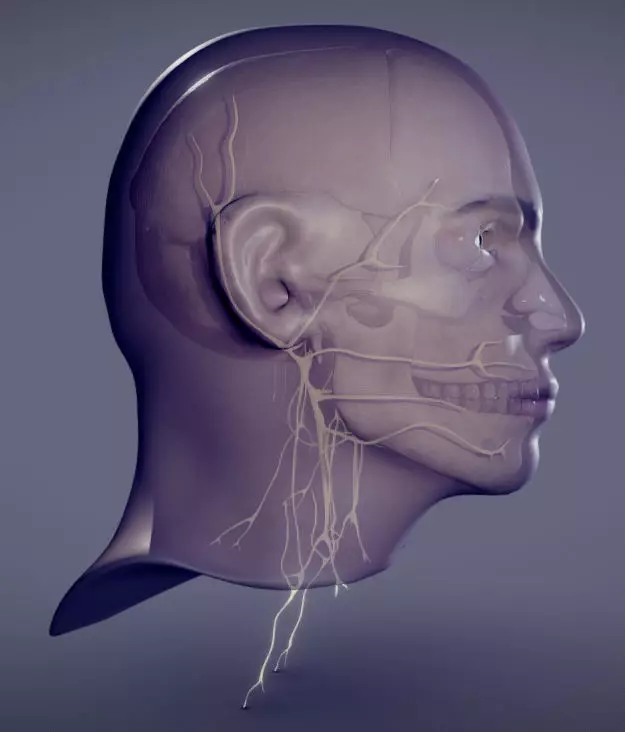 Head Skull Cranial Nerves Low-poly 3D model