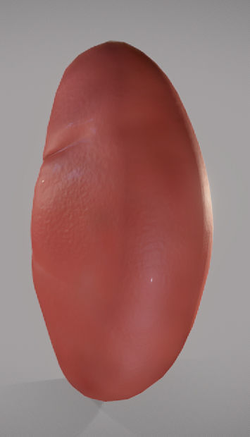 Kidney ball Low-poly 3D model_2