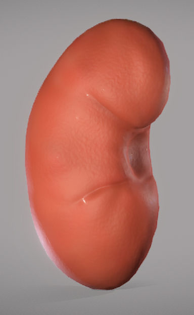 Kidney ball Low-poly 3D model_5