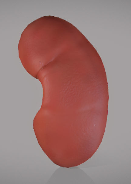 Kidney ball Low-poly 3D model_1