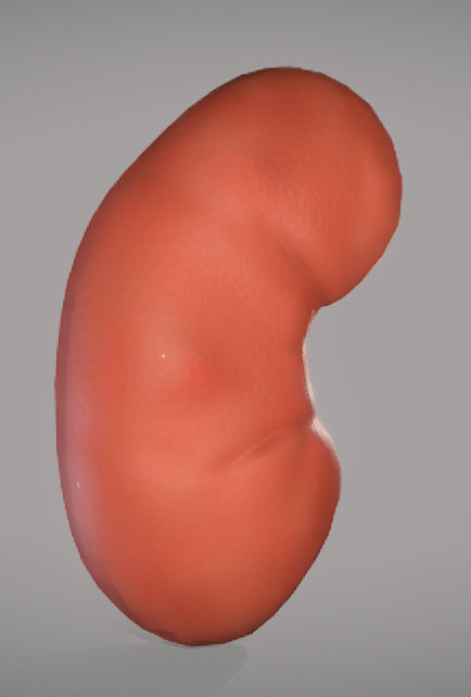 Kidney ball Low-poly 3D model_4