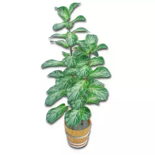 Plants big leafs N001