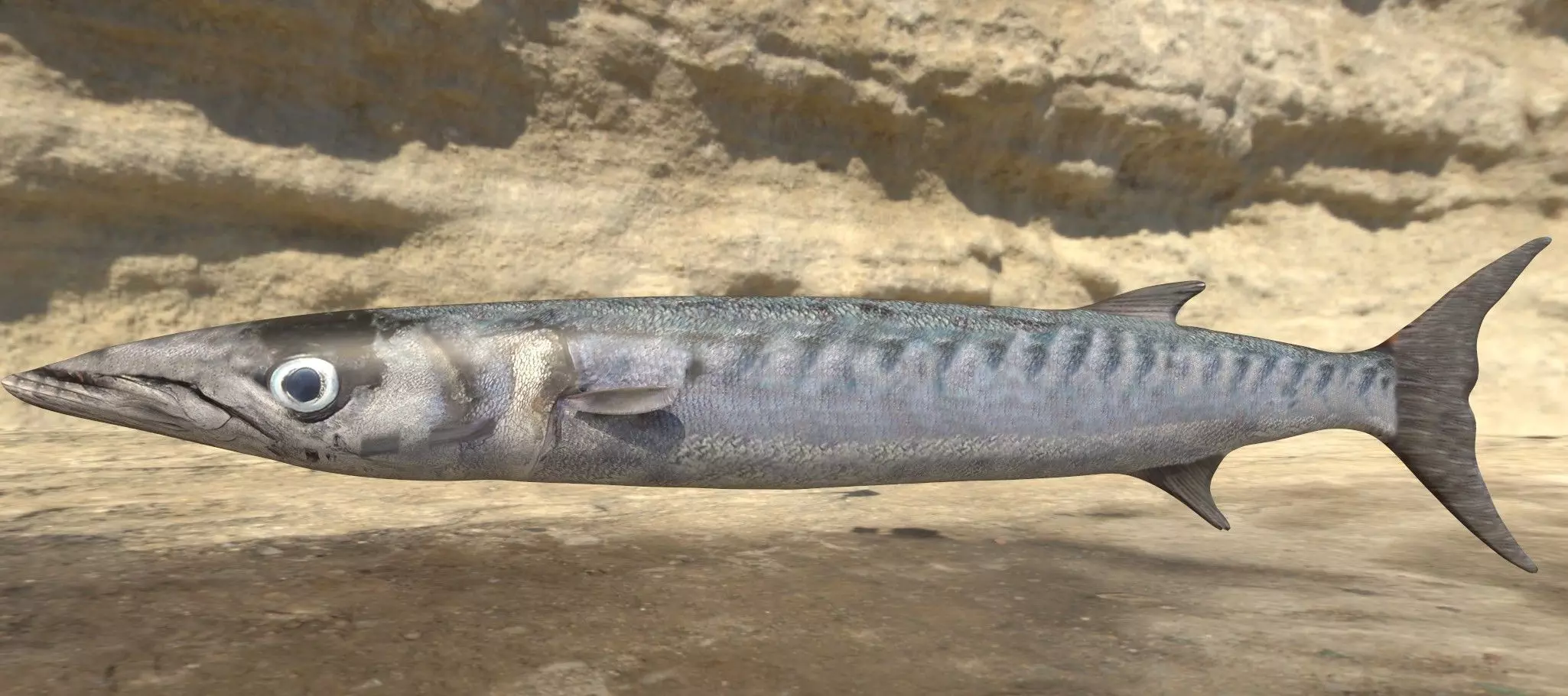 Barracuda Photorealistic 3d model Rigged Animated Low-poly 3D model