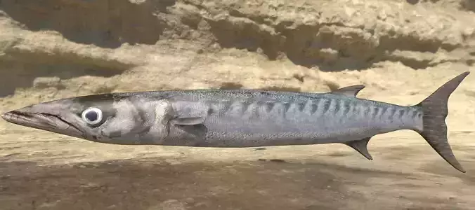 Barracuda Photorealistic 3d model Rigged Animated Low-poly 3D model