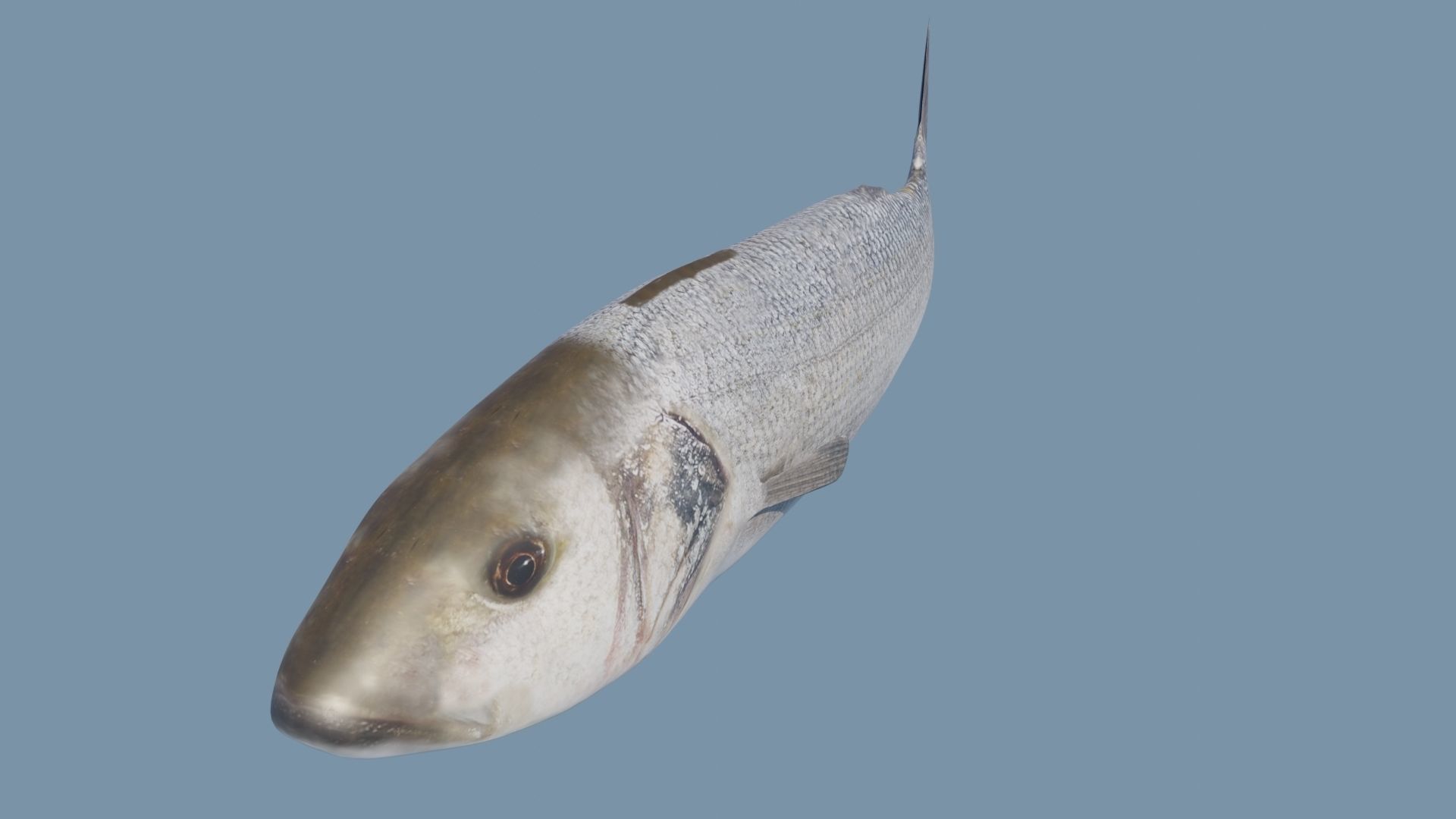 Collection of 6 photorealistic fishes animated _23