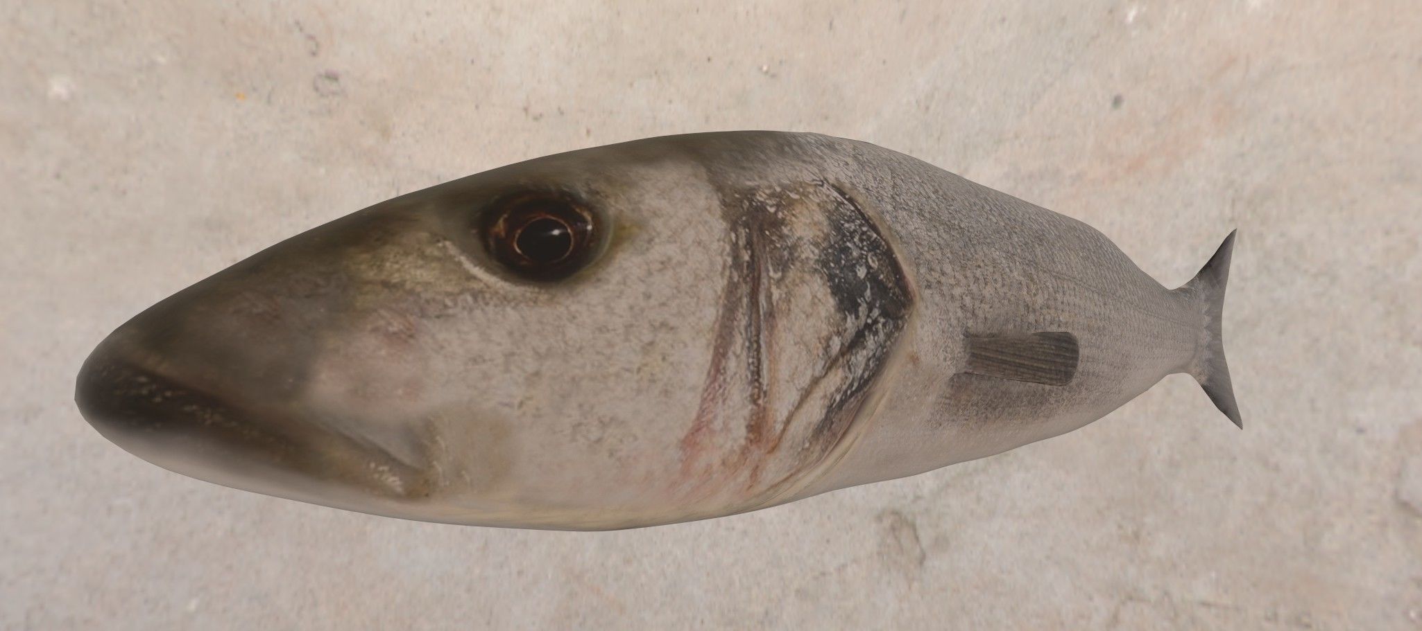 Collection of 6 photorealistic fishes animated _33