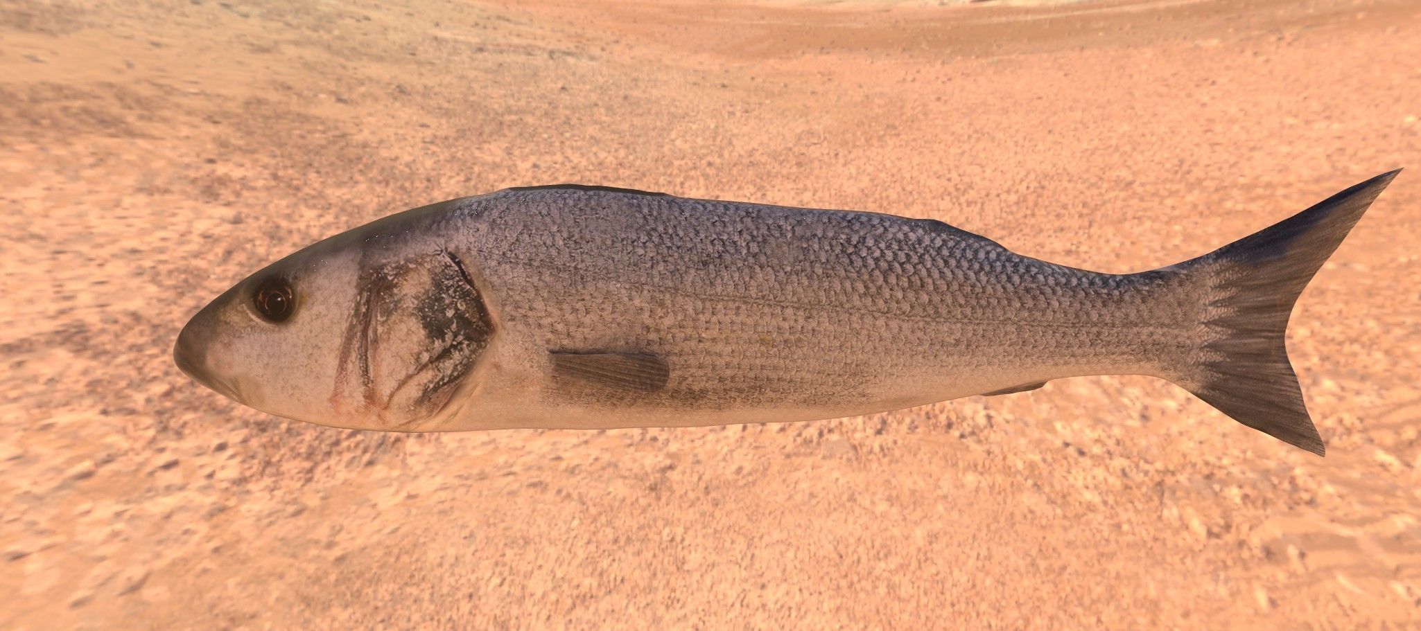 Collection of 6 photorealistic fishes animated _30