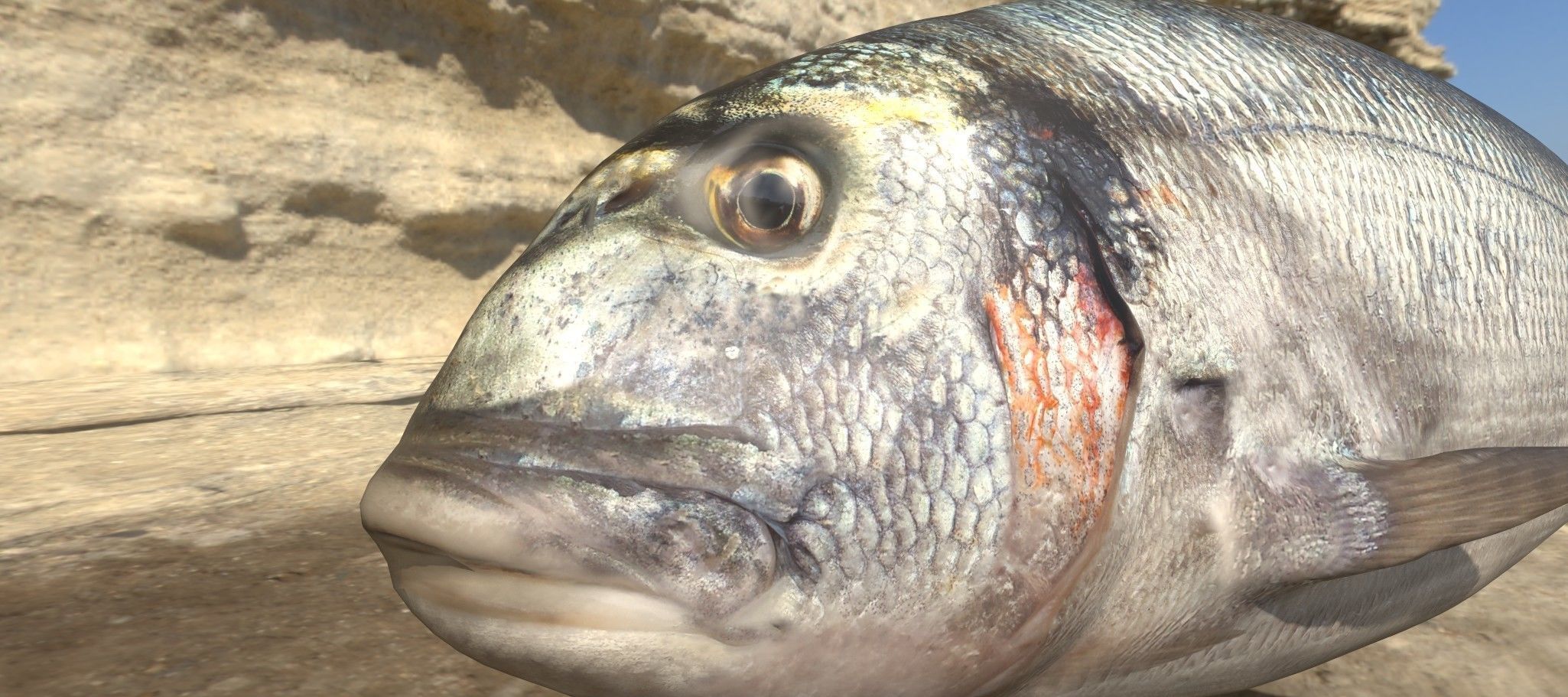 Collection of 6 photorealistic fishes animated _21