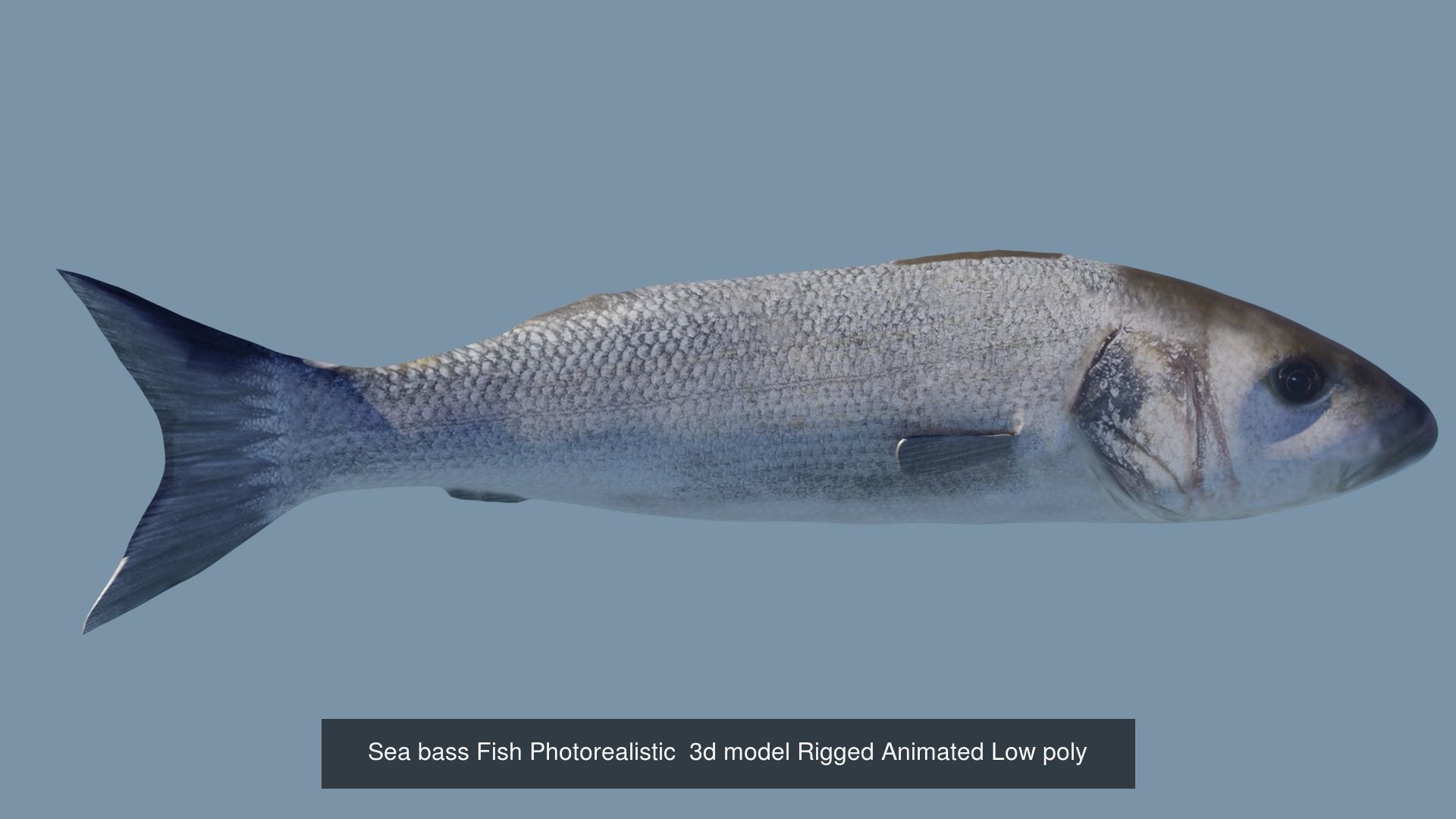 Collection of 6 photorealistic fishes animated _10