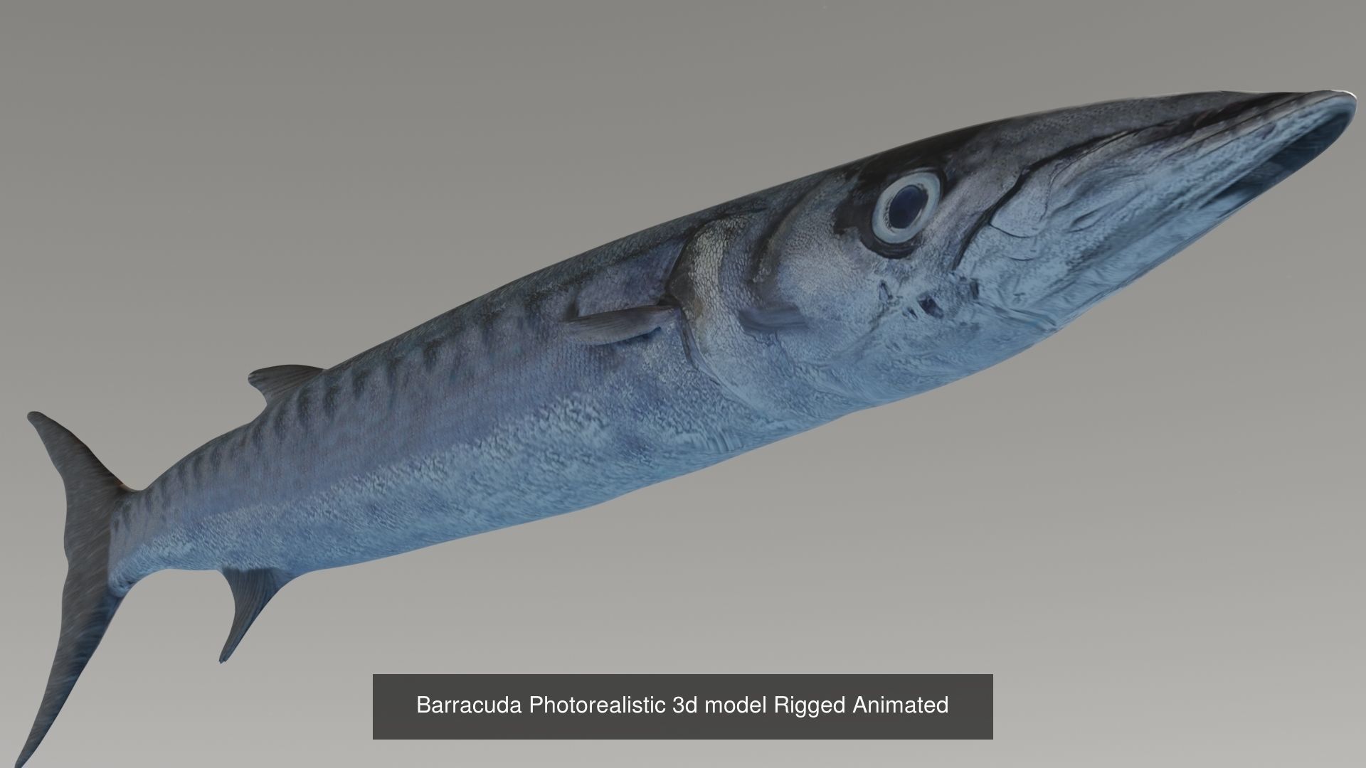 Collection of 6 photorealistic fishes animated _11
