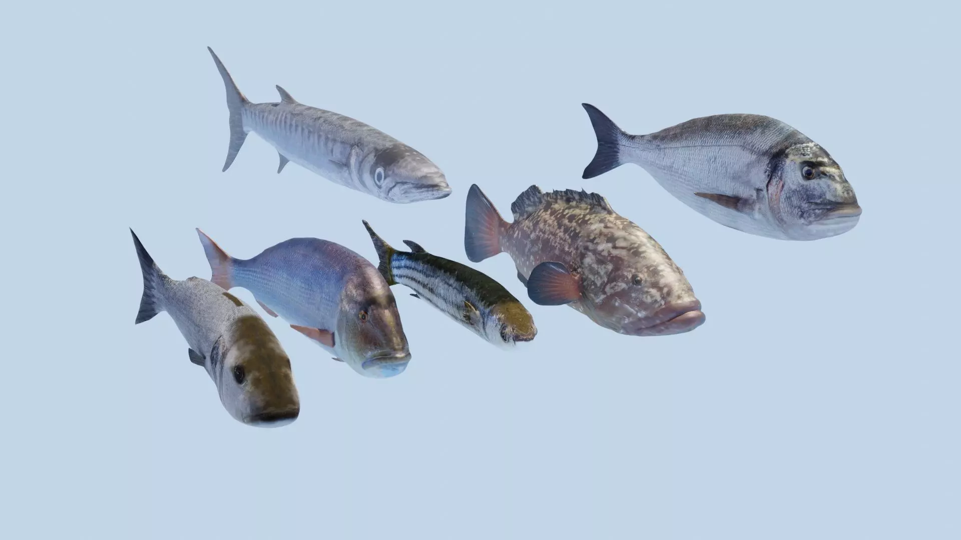 Collection of 6 photorealistic fishes animated _0