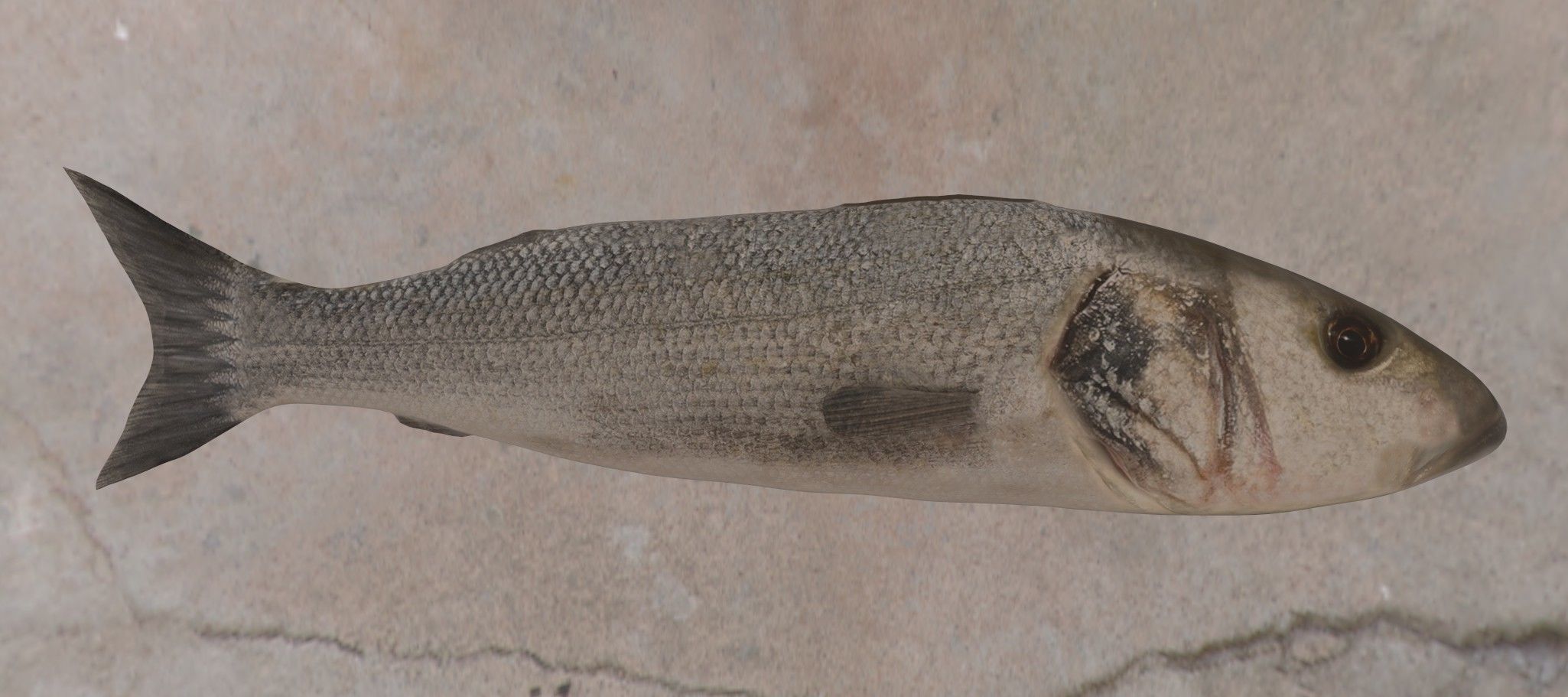 Collection of 6 photorealistic fishes animated _32