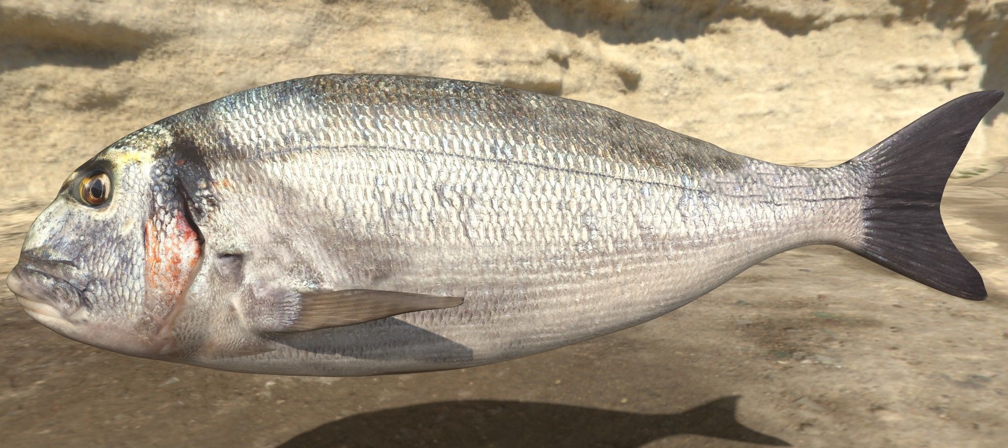 Collection of 6 photorealistic fishes animated _22