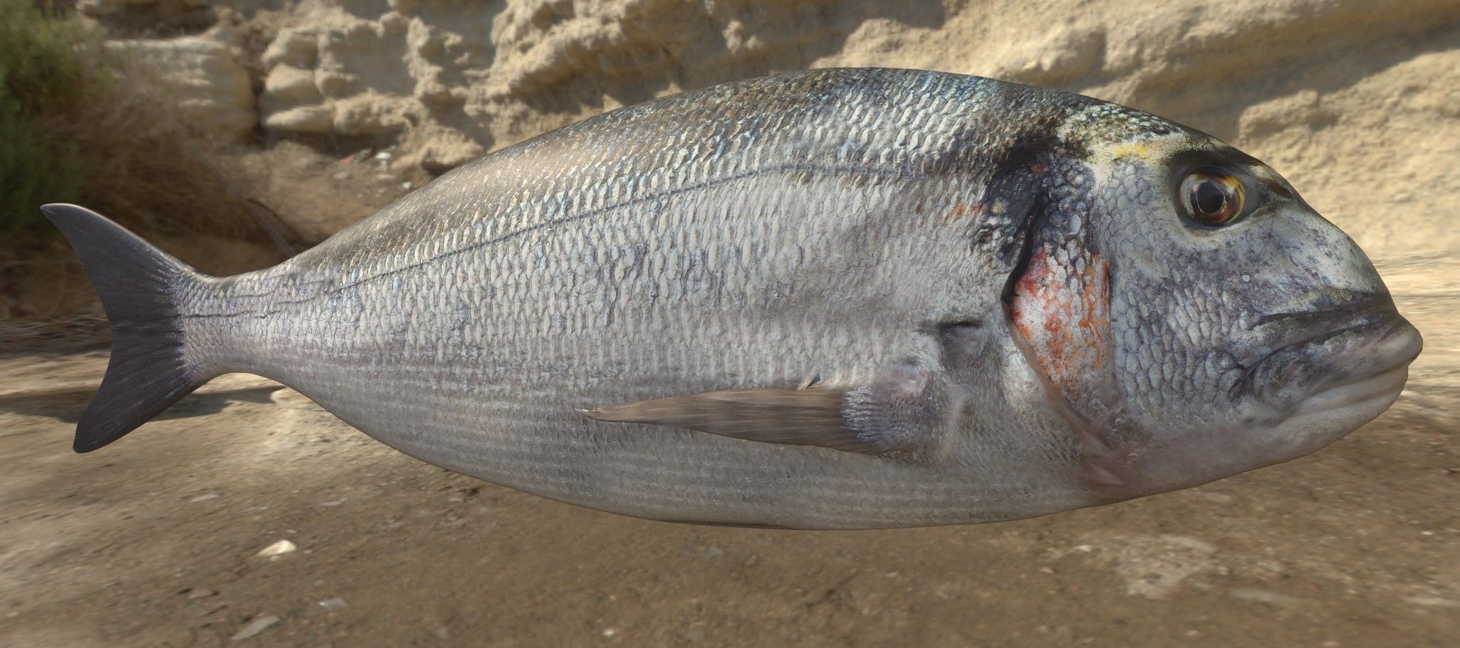 Collection of 6 photorealistic fishes animated _13