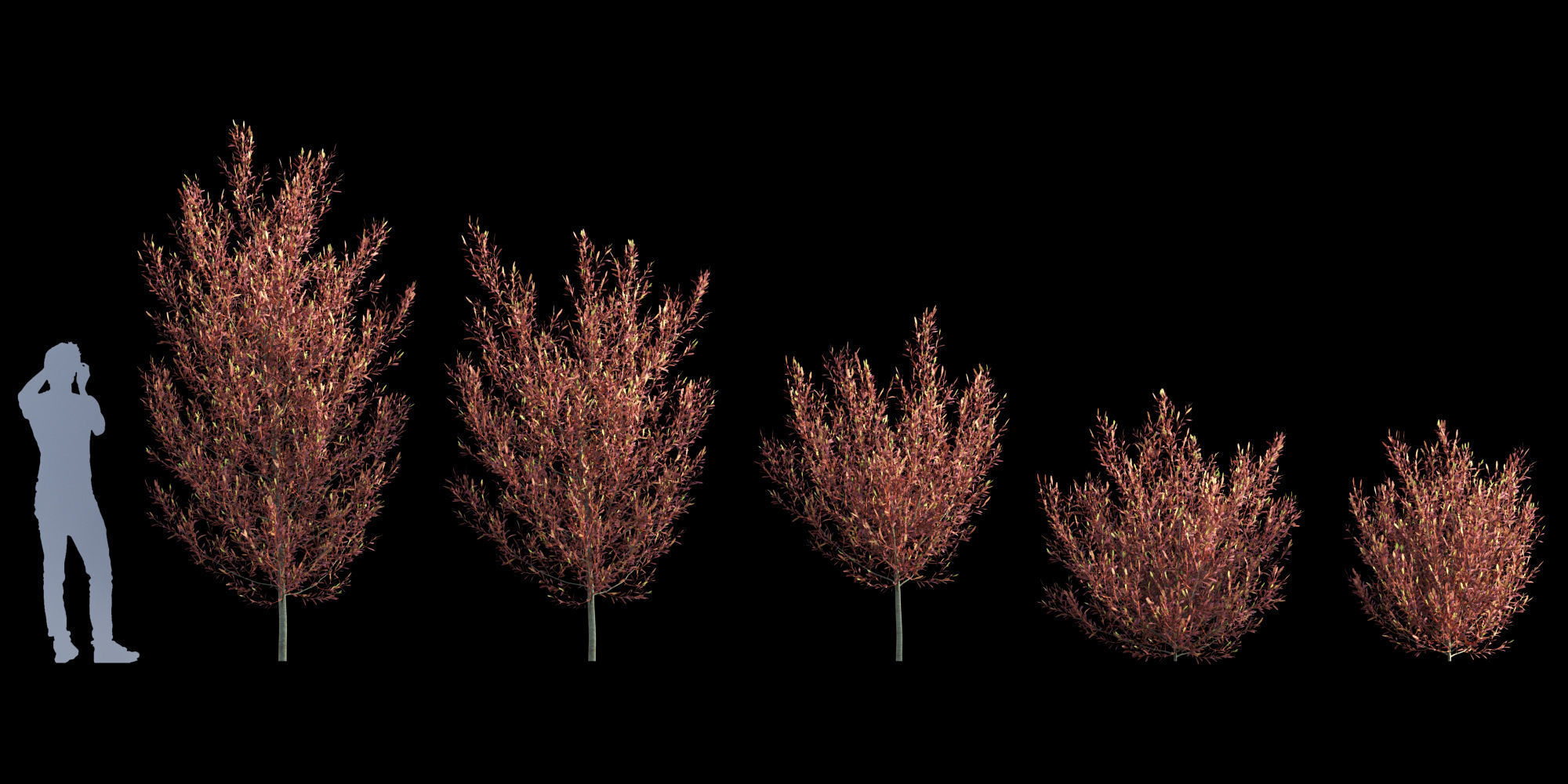 3DTree Bundle 01 - Mediterranean Garden  3D model_5