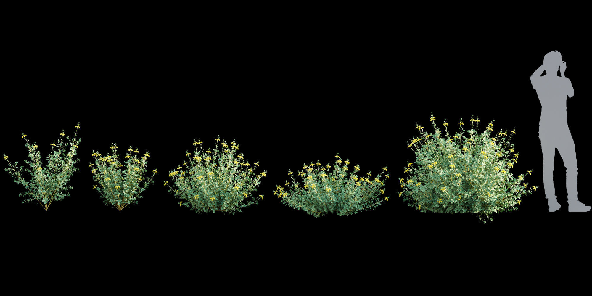 3DTree Bundle 01 - Mediterranean Garden  3D model_8