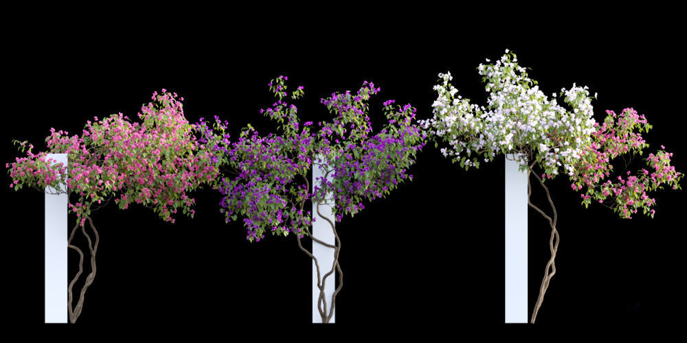 3DTree Bundle 01 - Mediterranean Garden  3D model_4