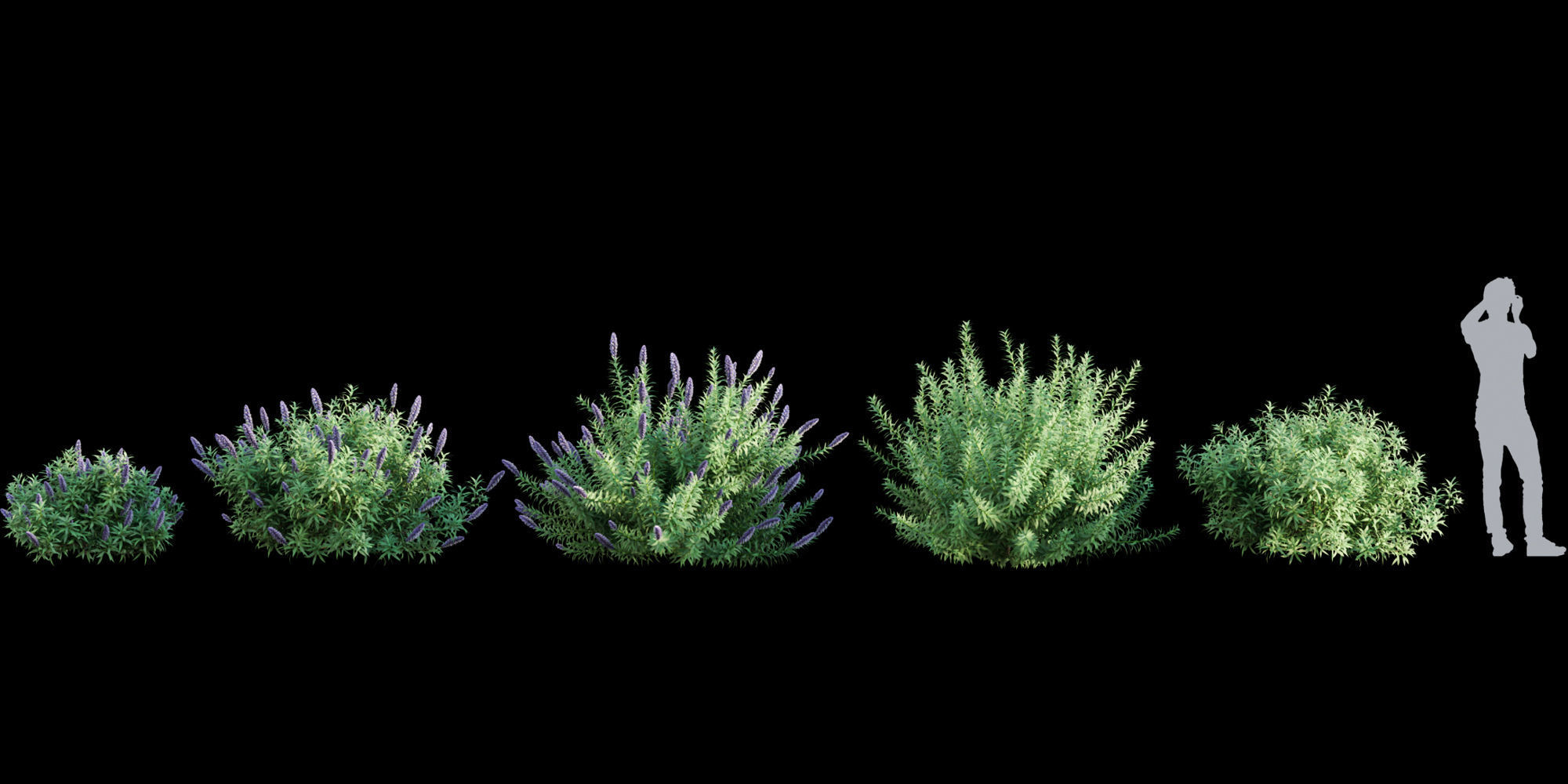 3DTree Bundle 01 - Mediterranean Garden  3D model_6