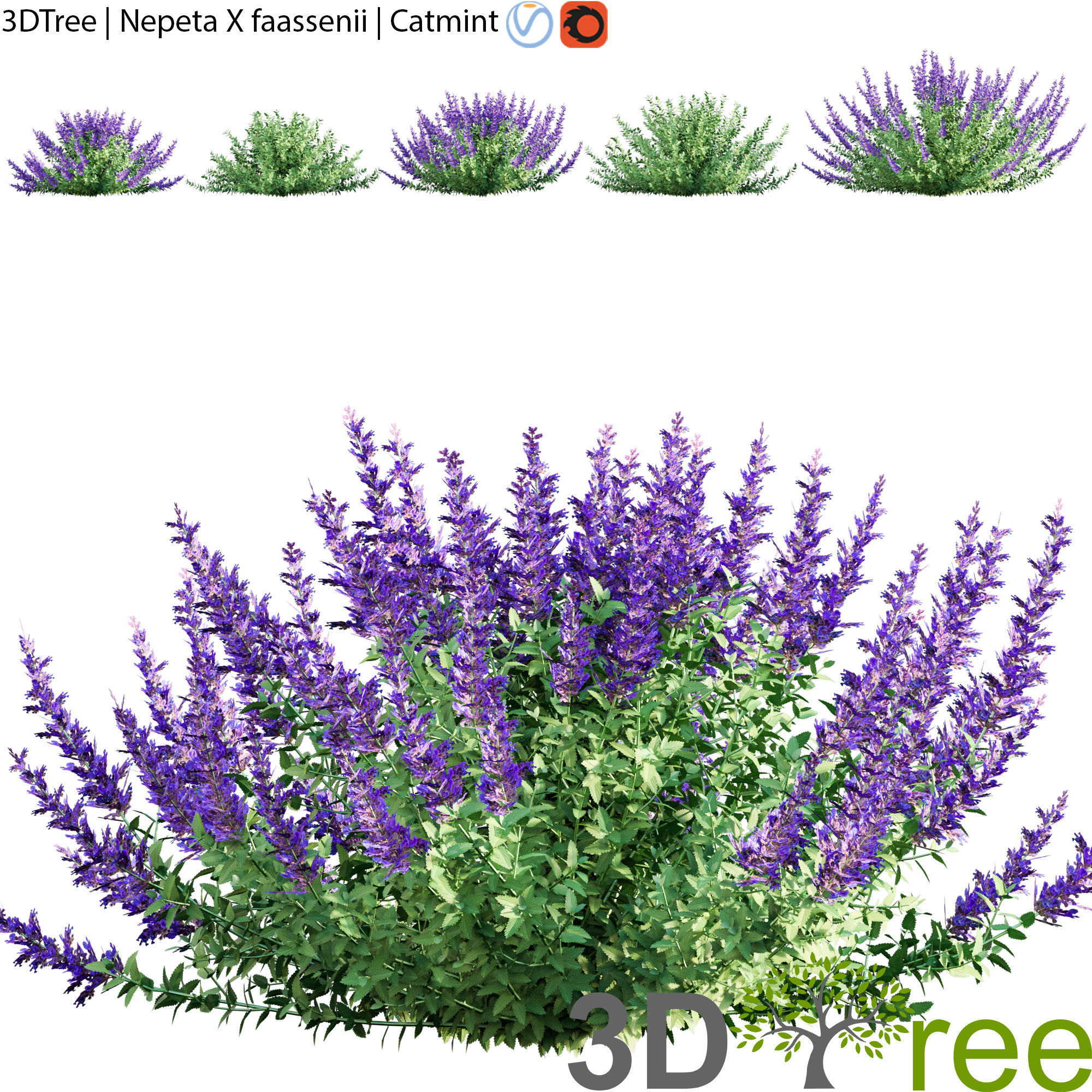 3DTree Bundle 02 - Mediterranean Garden  3D model_7