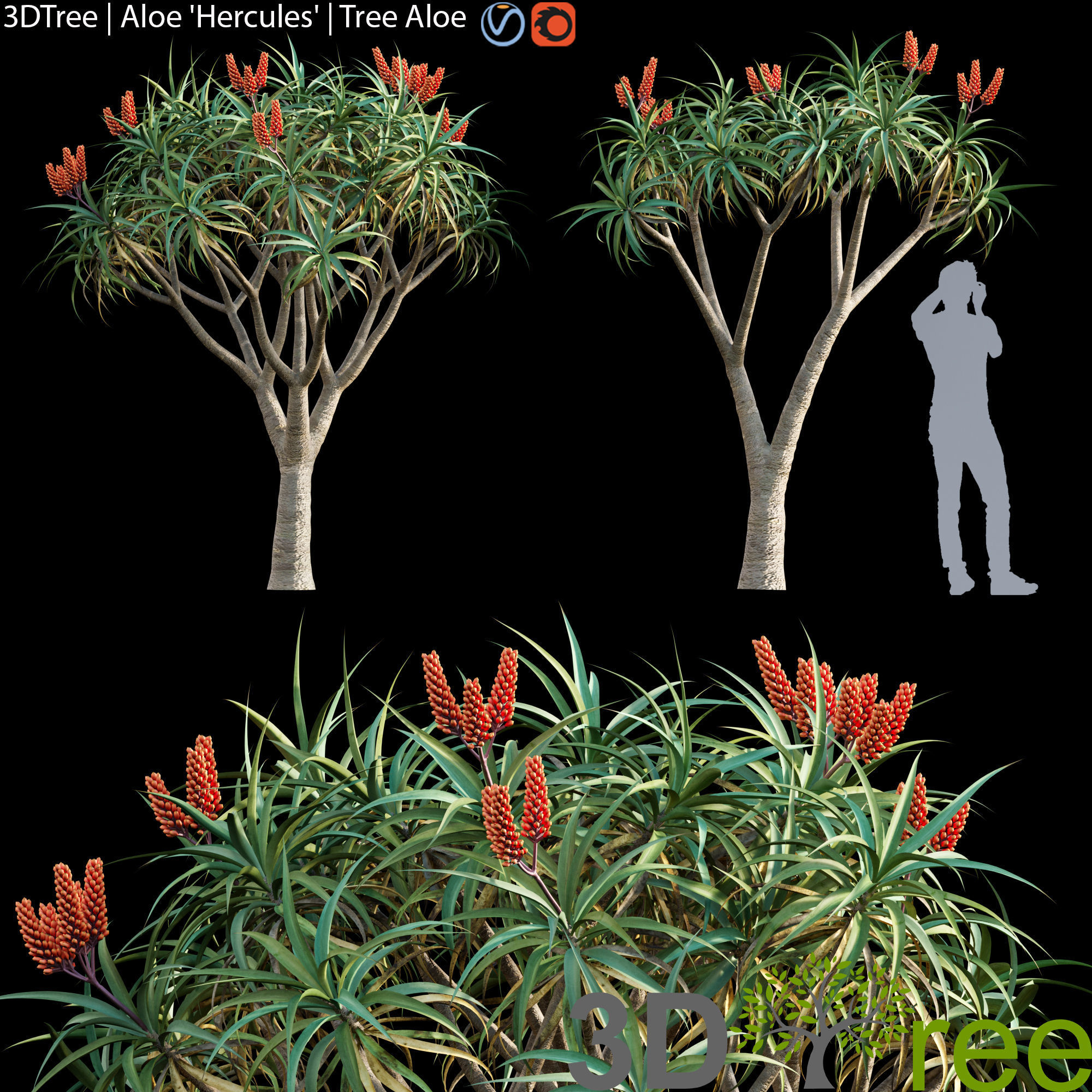 3DTree Bundle 02 - Mediterranean Garden  3D model_10