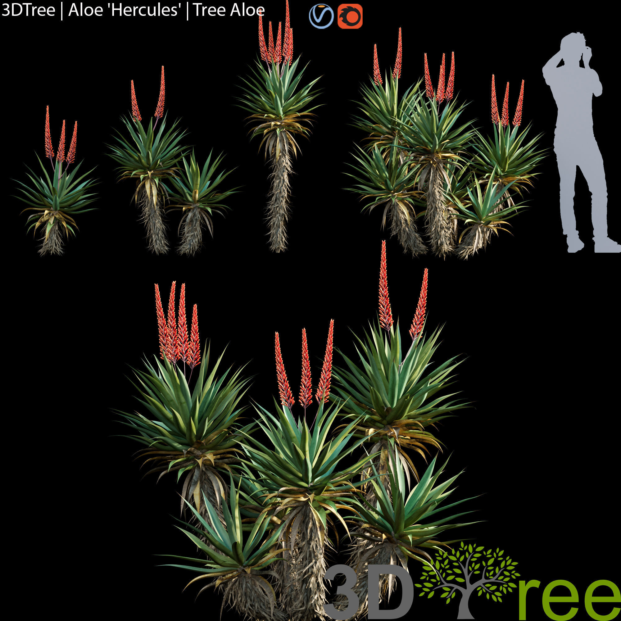 3DTree Bundle 02 - Mediterranean Garden  3D model_9