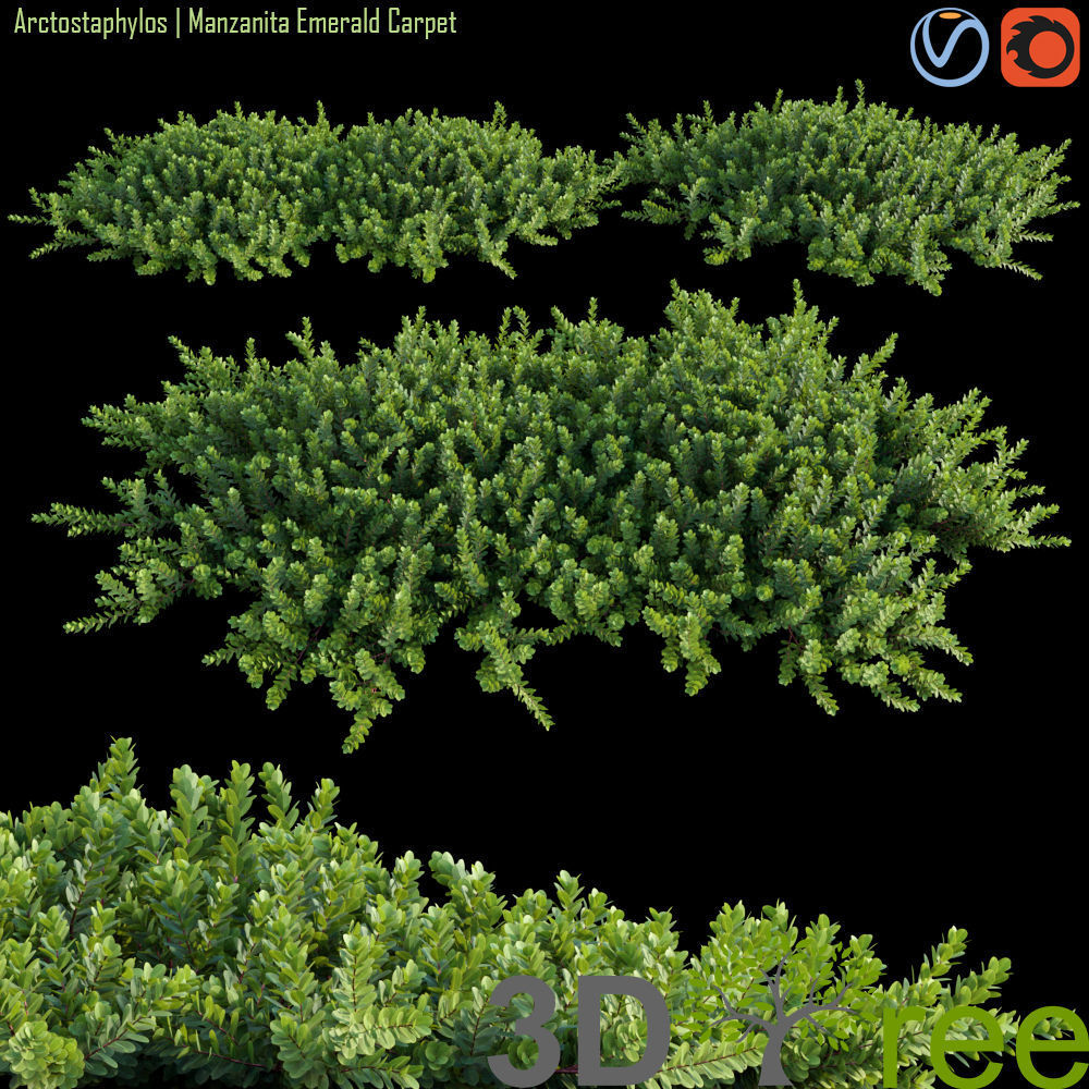 3DTree Bundle 02 - Mediterranean Garden  3D model_3