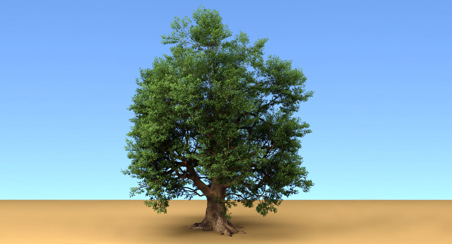 Oak Tree 3D model_4