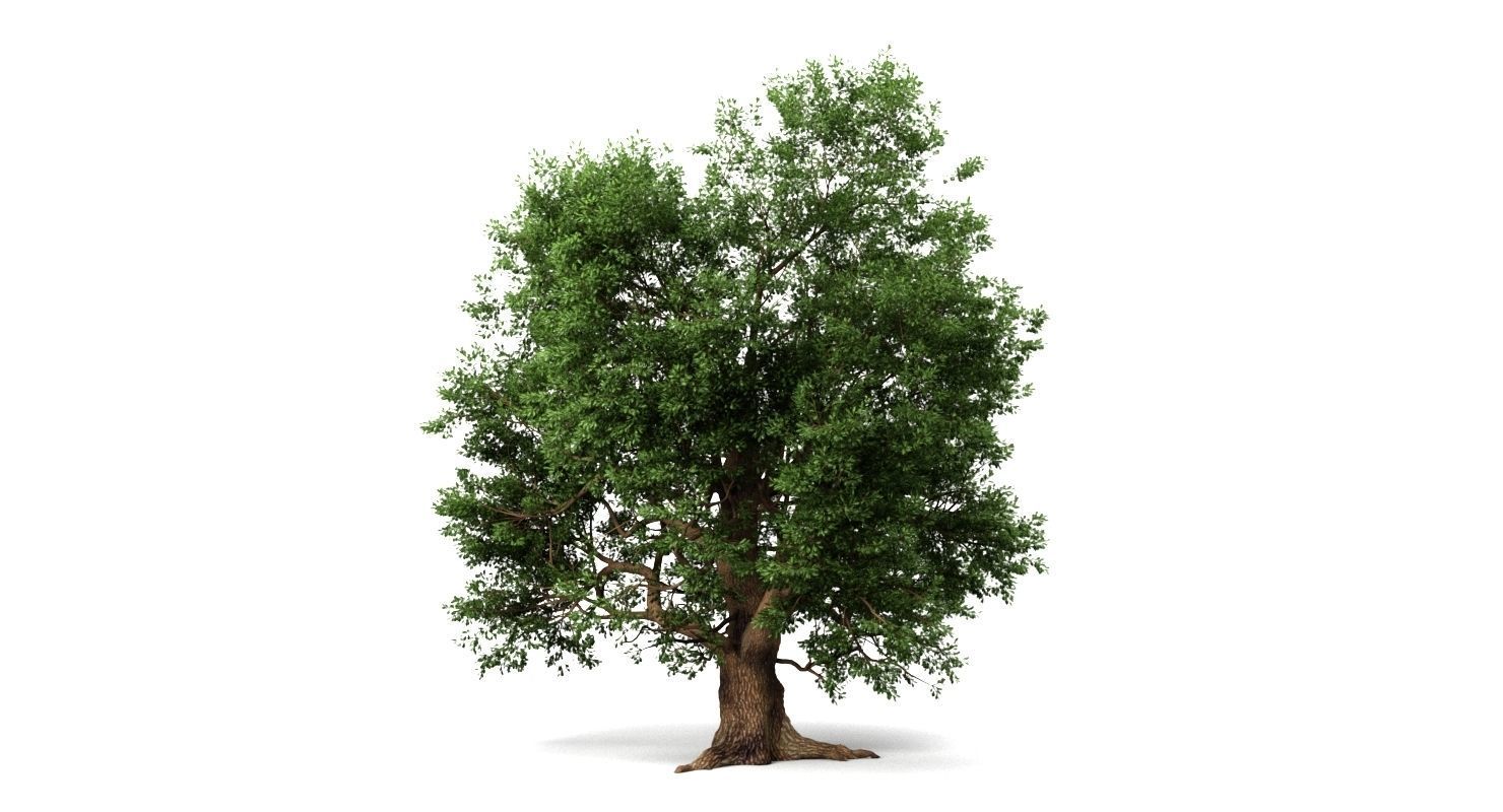 Oak Tree 3D model_1