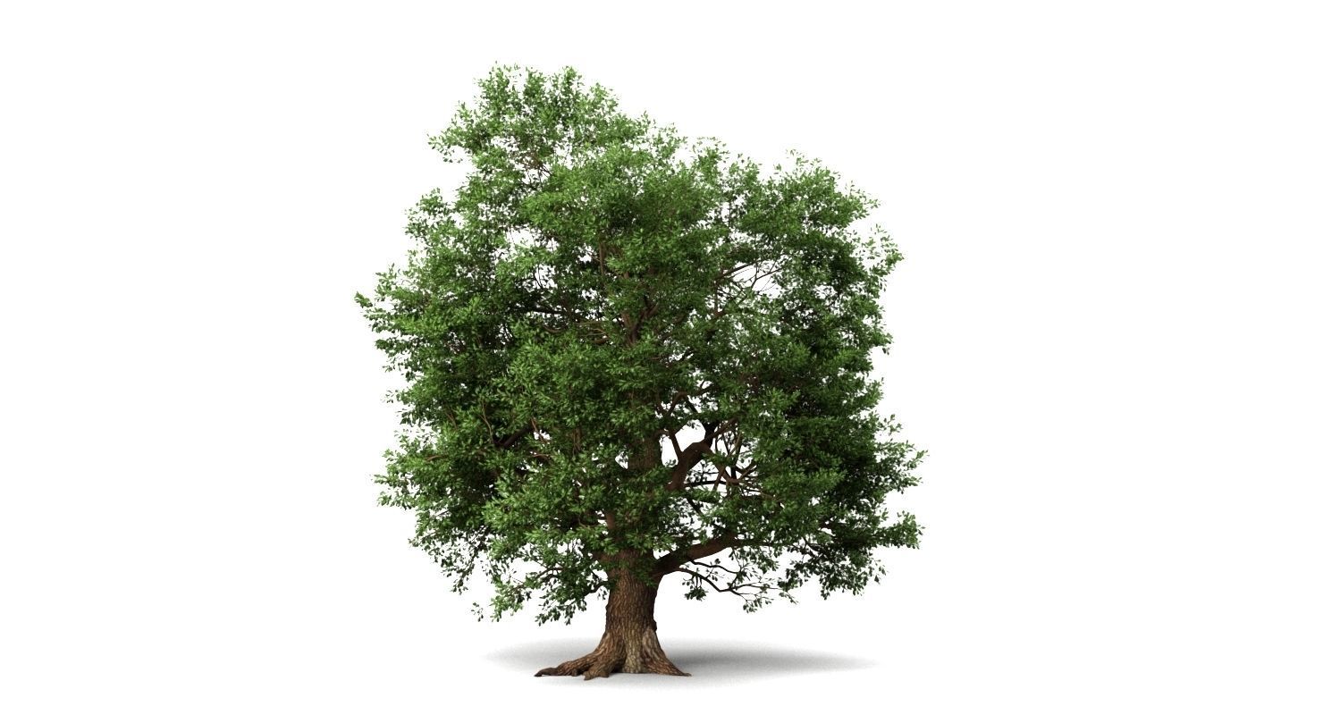 Oak Tree 3D model_2