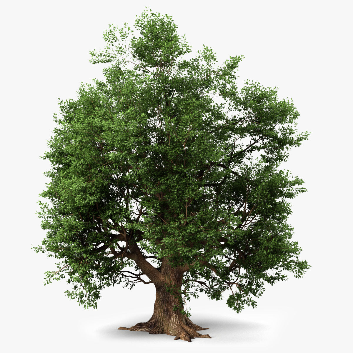 Oak Tree 3D model_3