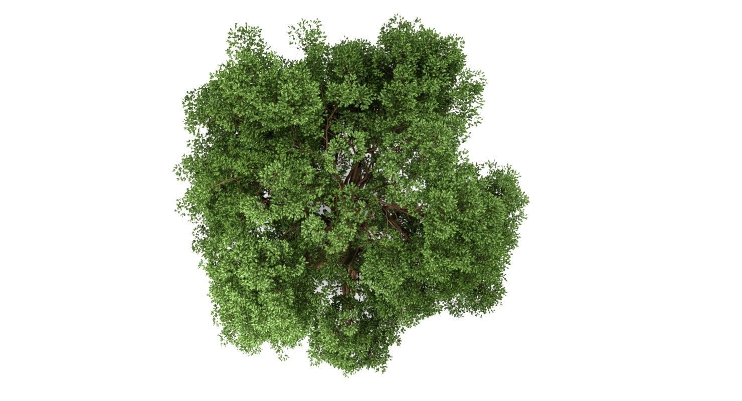 Oak Tree 3D model_5