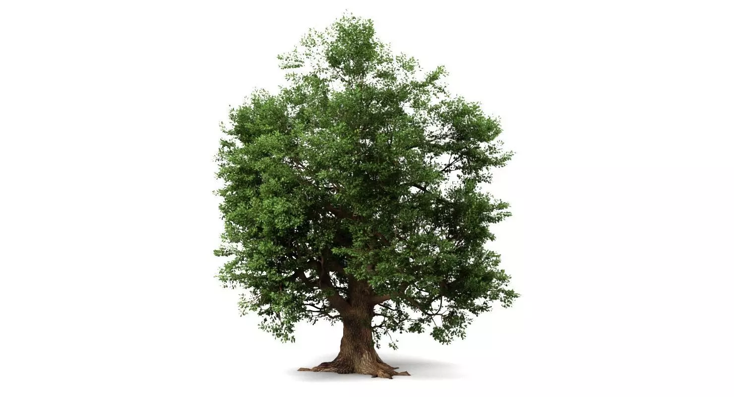 Oak Tree 3D model_0