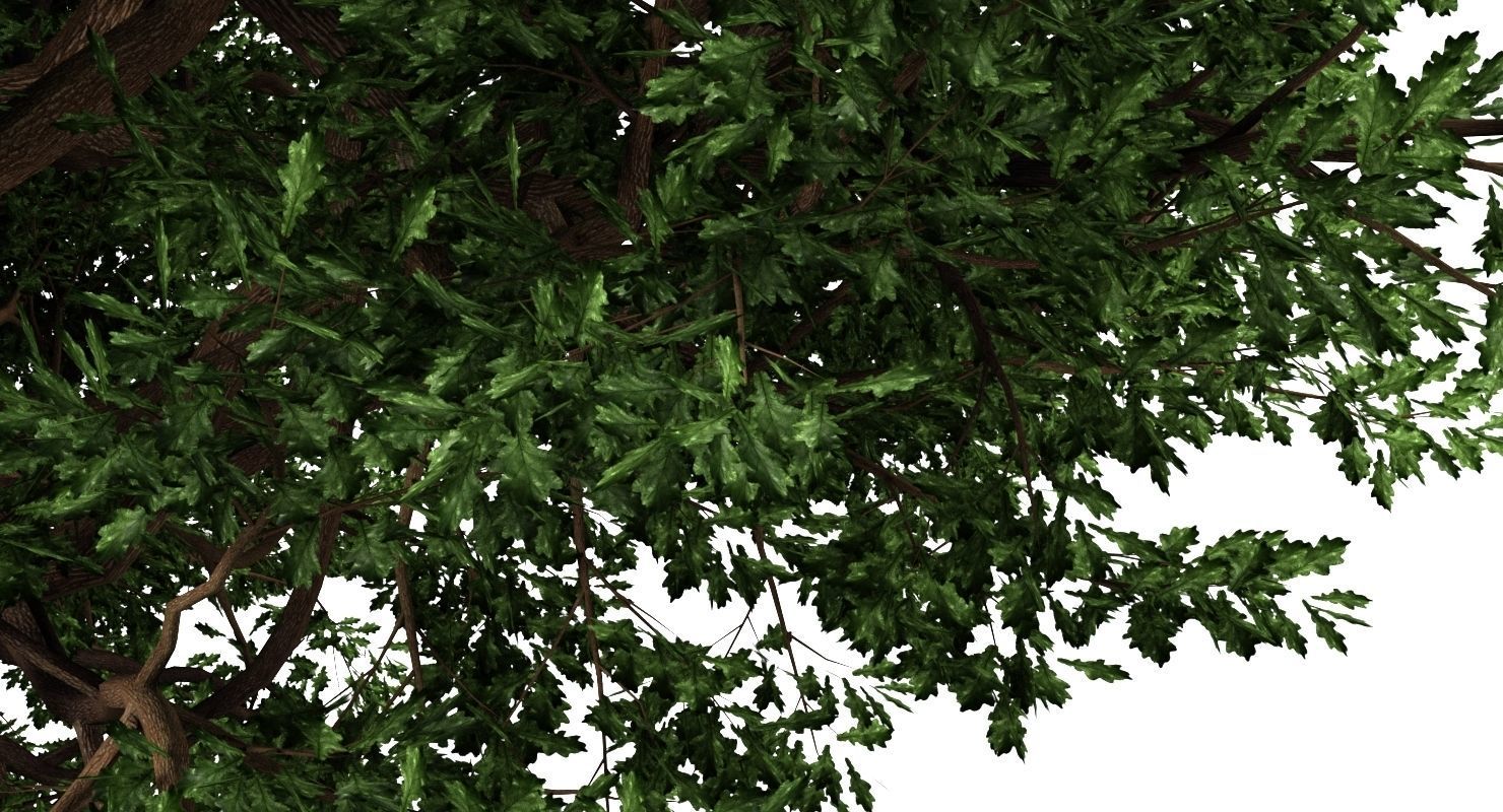 Oak Tree 3D model_8
