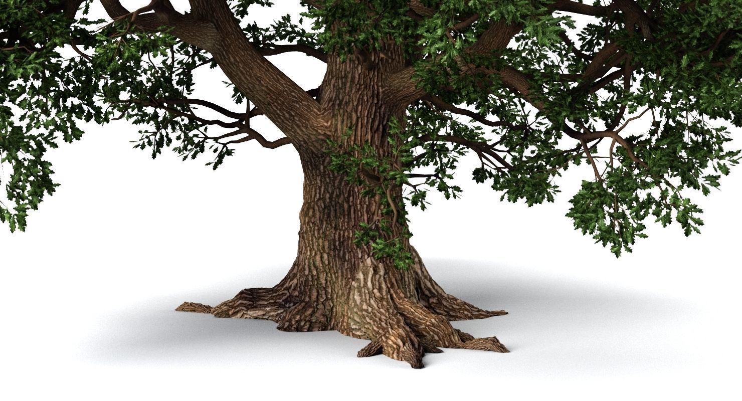Oak Tree 3D model_7