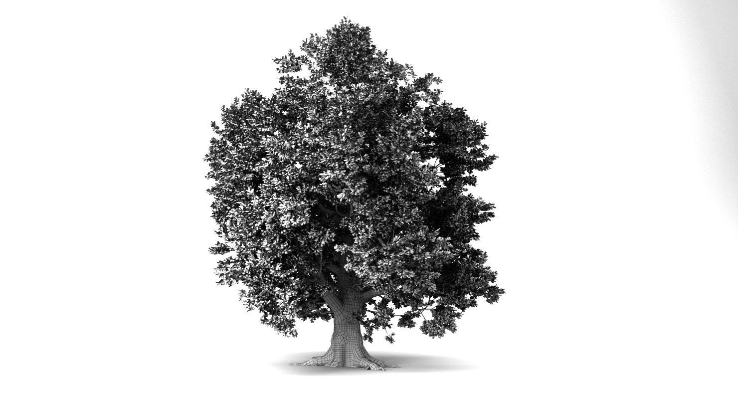 Oak Tree 3D model_9