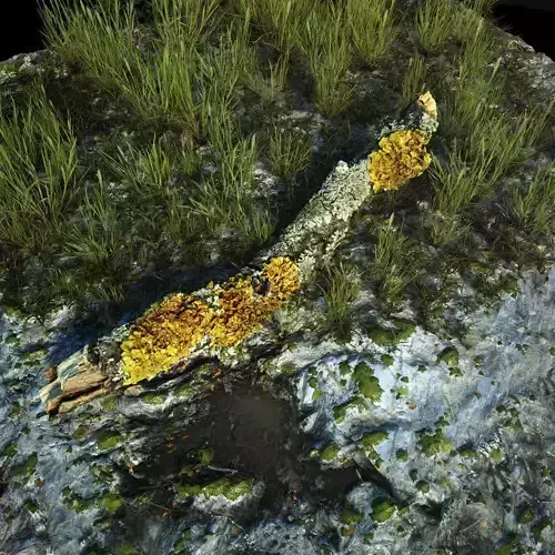 Exterior 002 Plant Tree roots stump