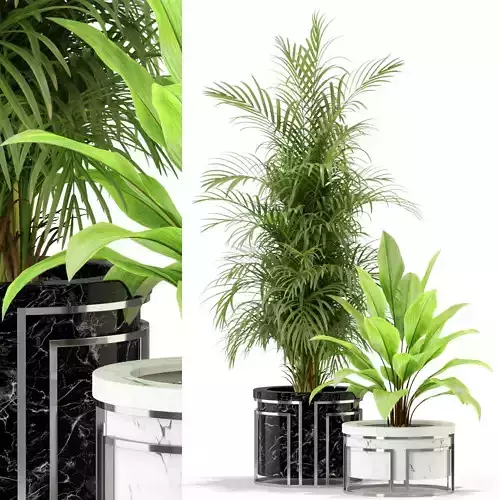 Plants collection 295