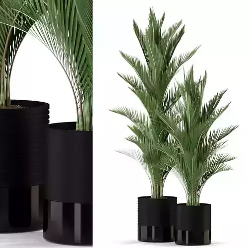 Plants collection 296