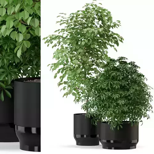Plants collection 297 3D model