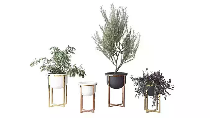 Interior Plants Trio Low-poly 3D model