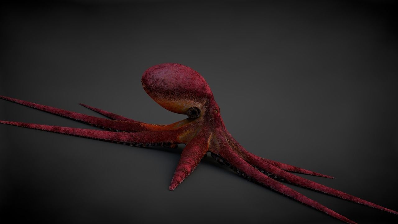 Pacific Octopus Rigged Animated C4D Low-poly 3D model_11