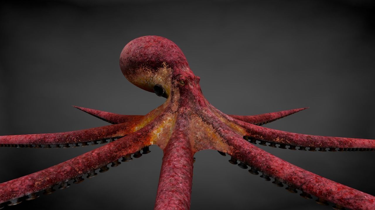 Pacific Octopus Rigged Animated C4D Low-poly 3D model_22