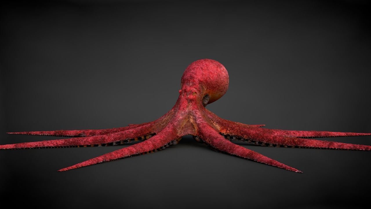 Pacific Octopus Rigged Animated C4D Low-poly 3D model_3