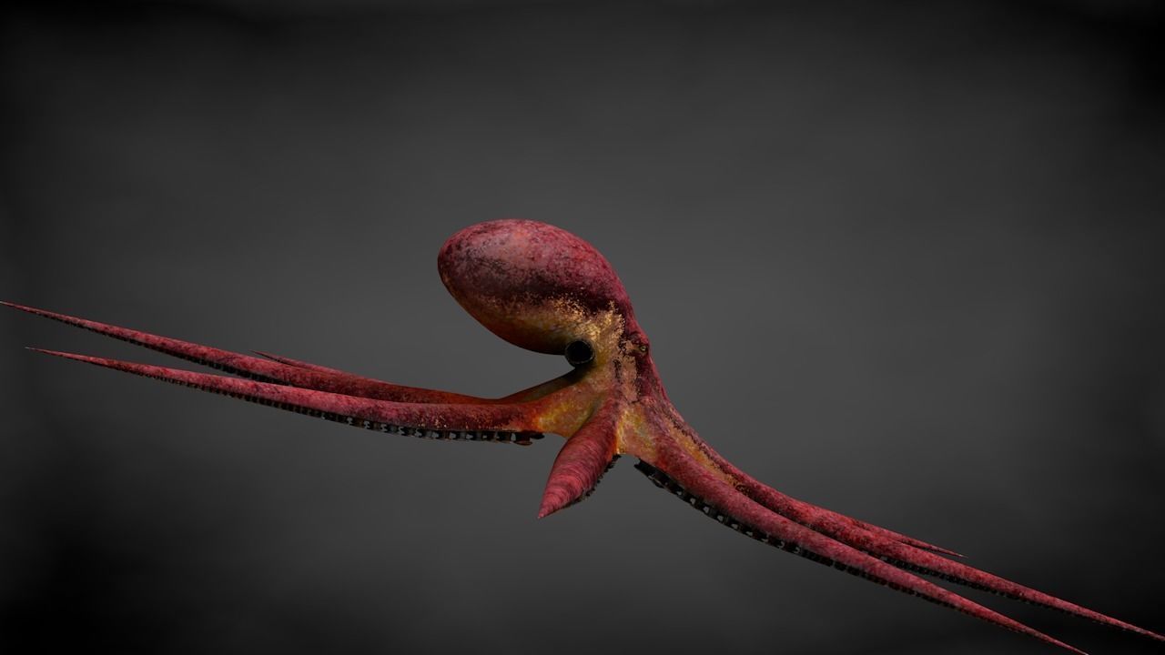 Pacific Octopus Rigged Animated C4D Low-poly 3D model_19