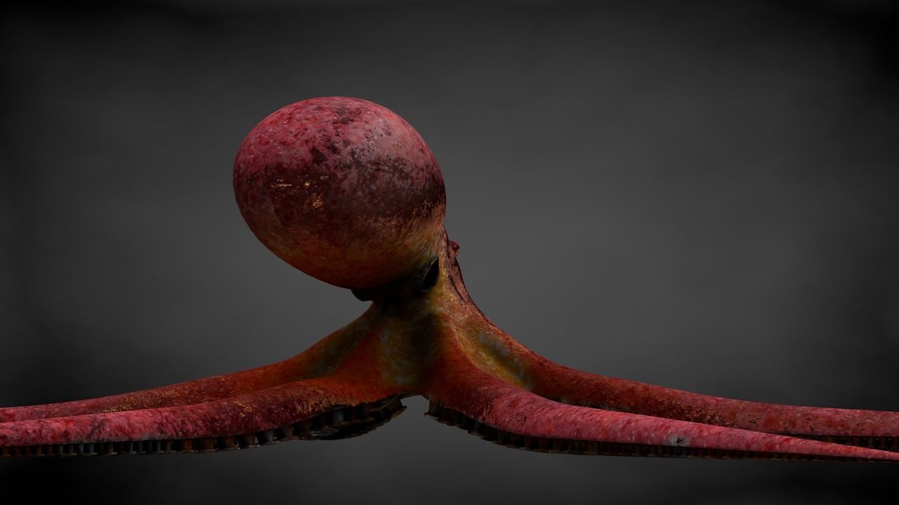 Pacific Octopus Rigged Animated C4D Low-poly 3D model_16