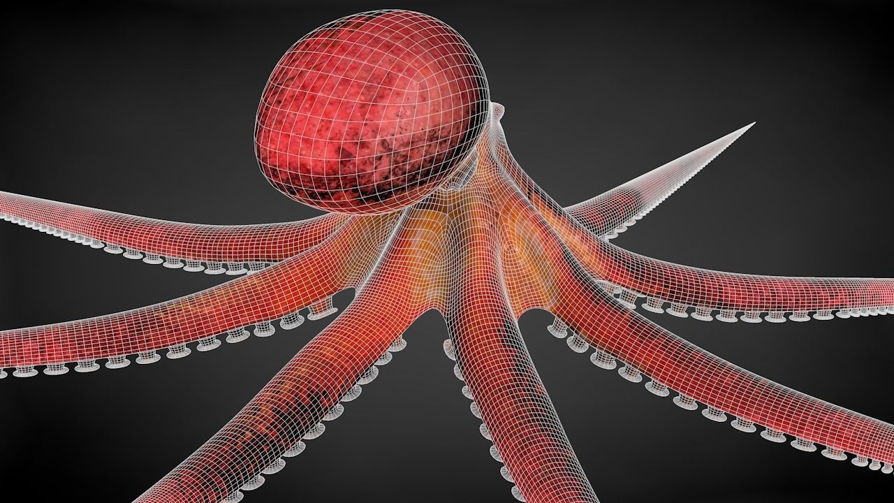 Pacific Octopus Rigged Animated C4D Low-poly 3D model_40