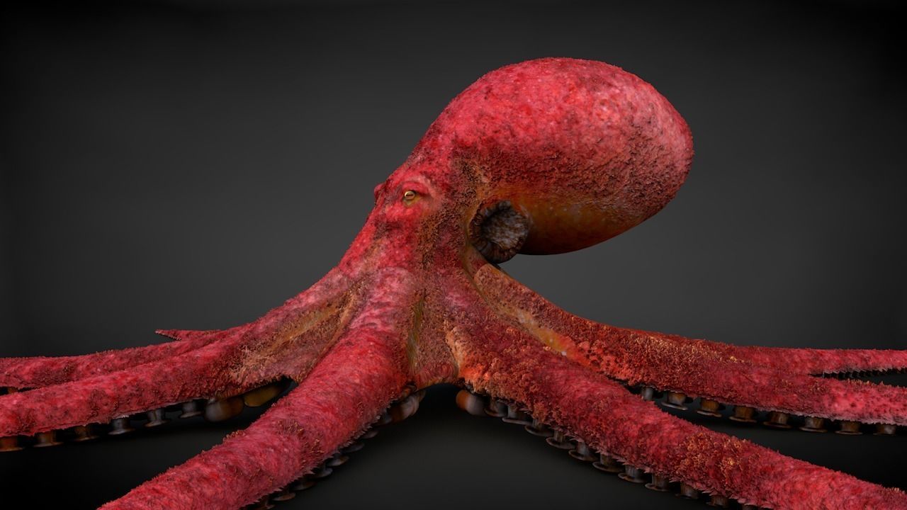 Pacific Octopus Rigged Animated C4D Low-poly 3D model_5