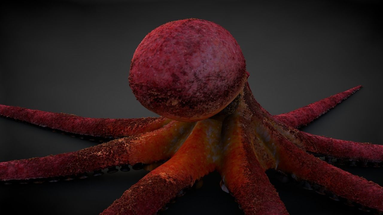 Pacific Octopus Rigged Animated C4D Low-poly 3D model_9