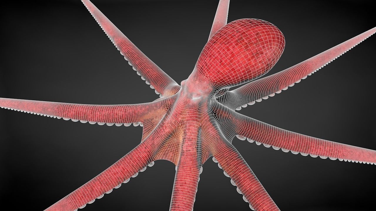 Pacific Octopus Rigged Animated C4D Low-poly 3D model_39