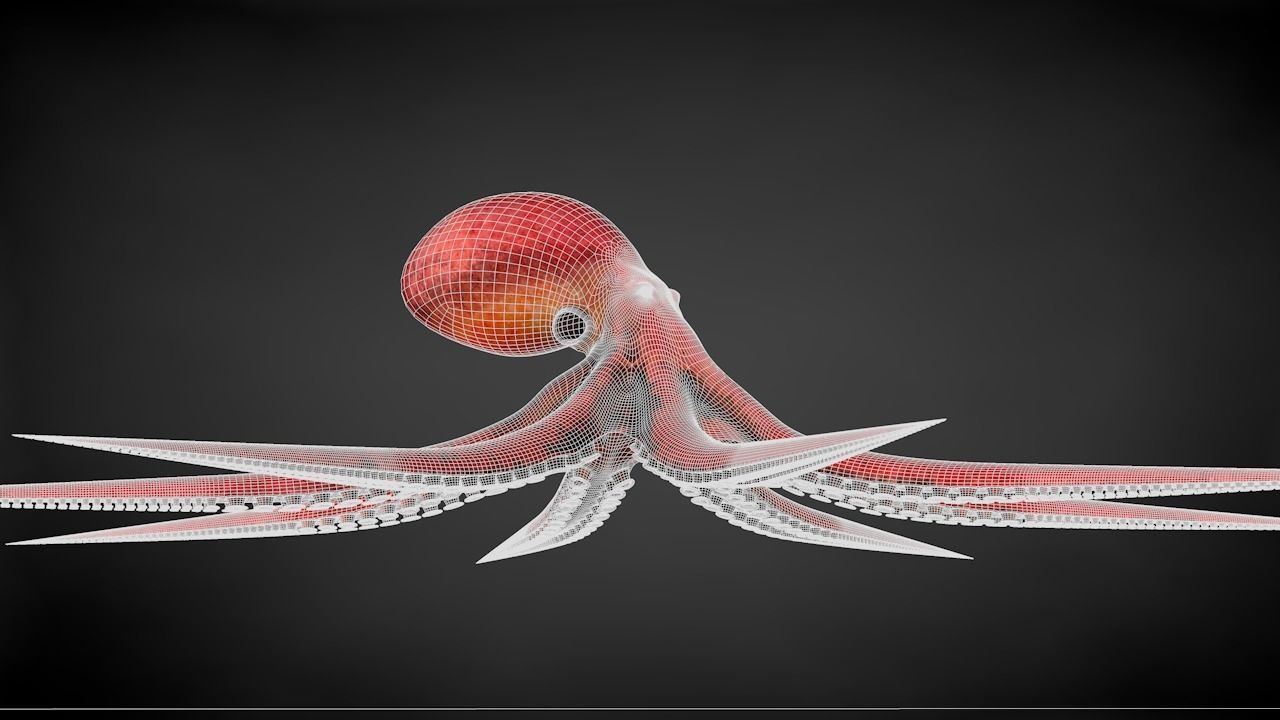 Pacific Octopus Rigged Animated C4D Low-poly 3D model_41
